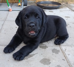 3 Labrador Retriever til salg på købhund.dk