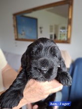 4 Engelsk Cocker Spaniel til salg på købhund.dk
