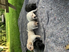 5 Labrador Retriever til salg på købhund.dk