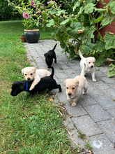 5 Labrador Retriever til salg på købhund.dk