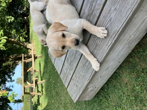 5 Labrador Retriever til salg på købhund.dk
