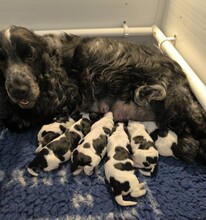 6 Engelsk Cocker Spaniel til salg på købhund.dk