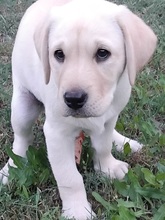 7 Labrador Retriever til salg på købhund.dk
