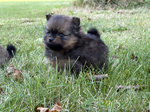 4 Pomeranian til salg på købhund.dk