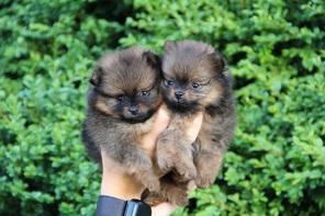 4 Pomeranian til salg på købhund.dk