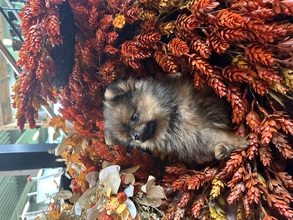 4 Pomeranian til salg på købhund.dk