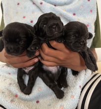 3 Tibetansk Spaniel til salg på købhund.dk