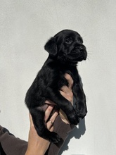 7 Labrador Retriever til salg på købhund.dk