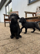 7 Labrador Retriever til salg på købhund.dk