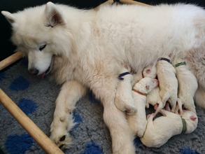 9 Samojedhund til salg på købhund.dk