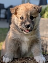 5 Islandsk Fårehund til salg på købhund.dk