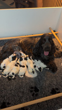 8 Engelsk Cocker Spaniel til salg på købhund.dk