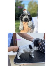 8 Engelsk Cocker Spaniel til salg på købhund.dk