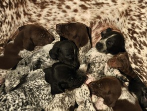 11 Korthåret Hønsehund til salg på købhund.dk
