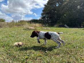11 Korthåret Hønsehund til salg på købhund.dk