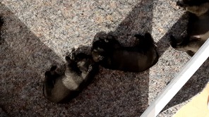 7 Schnauzer, peber/salt til salg på købhund.dk