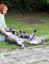 7 Schnauzer, peber/salt til salg på købhund.dk