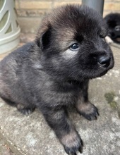 8 Eurasier til salg på købhund.dk