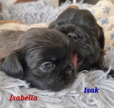 4 Shih Tzu til salg på købhund.dk
