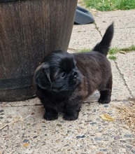 4 Shih Tzu til salg på købhund.dk
