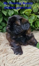 4 Shih Tzu til salg på købhund.dk