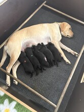 5 Labrador Retriever til salg på købhund.dk