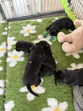 5 Labrador Retriever til salg på købhund.dk