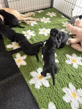 5 Labrador Retriever til salg på købhund.dk