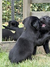 5 Labrador Retriever til salg på købhund.dk