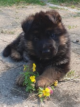 11 Schæferhund, stockhåret til salg på købhund.dk
