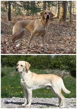 10 Labrador Retriever til salg på købhund.dk