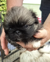 5 Pekingeser til salg på købhund.dk
