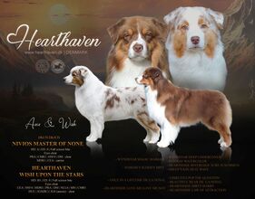5 Australian Shepherd til salg på købhund.dk