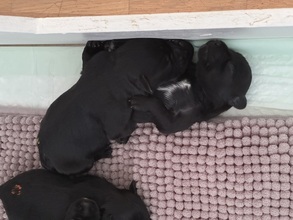 5 Dværgschnauzer, sort til salg på købhund.dk