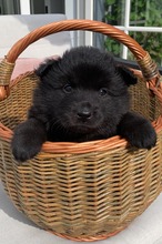 5 Svensk Lapphund til salg på købhund.dk