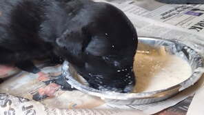 9 Flat Coated Retriever til salg på købhund.dk