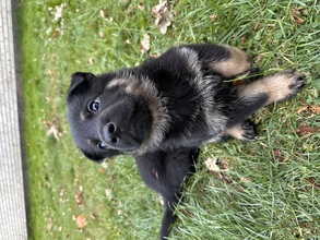9 Schæferhund, stockhåret til salg på købhund.dk