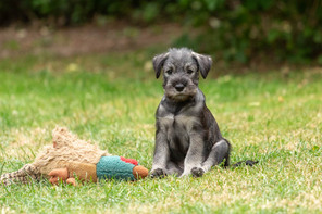 7 Schnauzer, peber/salt til salg på købhund.dk