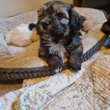 8 Bichon Havanais til salg på købhund.dk