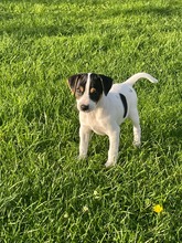 9 Dansk/Svensk Gårdhund til salg på købhund.dk
