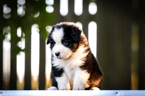 12 Australian Shepherd til salg på købhund.dk