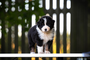 12 Australian Shepherd til salg på købhund.dk