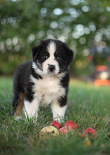 12 Australian Shepherd til salg på købhund.dk
