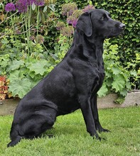 8 Labrador Retriever til salg på købhund.dk
