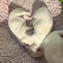 3 Coton de Tulear til salg på købhund.dk