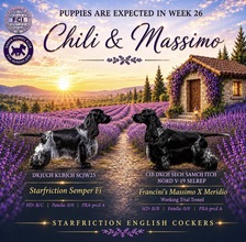 9 Engelsk Cocker Spaniel til salg på købhund.dk