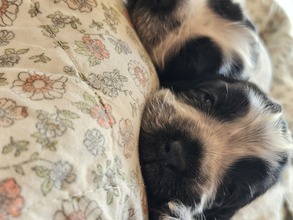8 Engelsk Cocker Spaniel til salg på købhund.dk