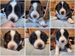 6 Miniature American Shepherd til salg på købhund.dk