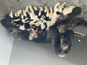7 Engelsk Cocker Spaniel til salg på købhund.dk