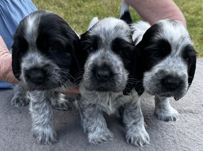 7 Engelsk Cocker Spaniel til salg på købhund.dk